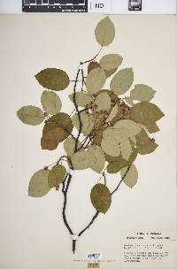 Amelanchier laevis image