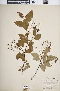 Amelanchier laevis image