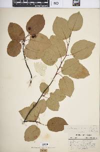 Amelanchier laevis image