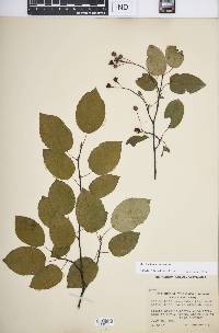 Amelanchier laevis image