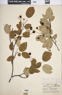 Amelanchier laevis image