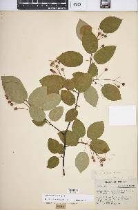 Amelanchier laevis image