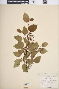 Amelanchier laevis image