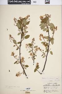 Amelanchier laevis image