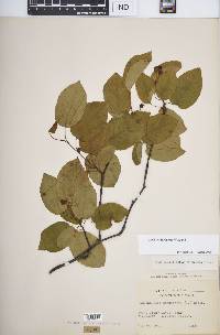 Amelanchier laevis image