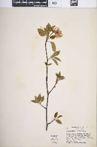 Amelanchier laevis image