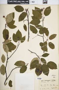 Amelanchier laevis image