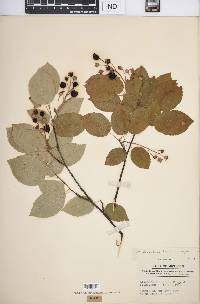 Amelanchier laevis image