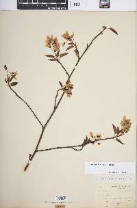 Amelanchier laevis image