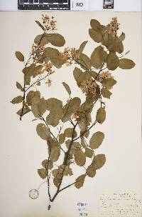 Amelanchier laevis image