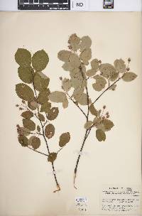 Amelanchier laevis image