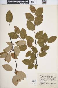 Amelanchier laevis image