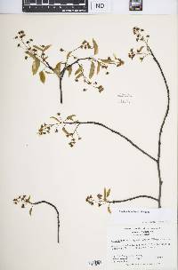 Amelanchier laevis image