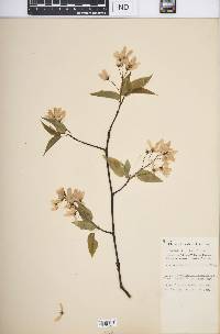 Amelanchier laevis image