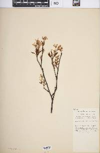 Amelanchier laevis image