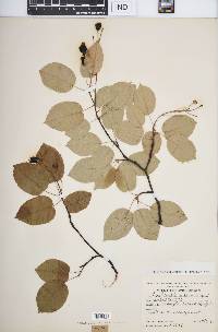 Amelanchier laevis image