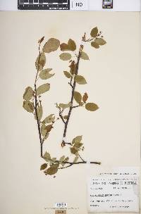 Amelanchier laevis image