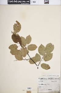 Amelanchier laevis image