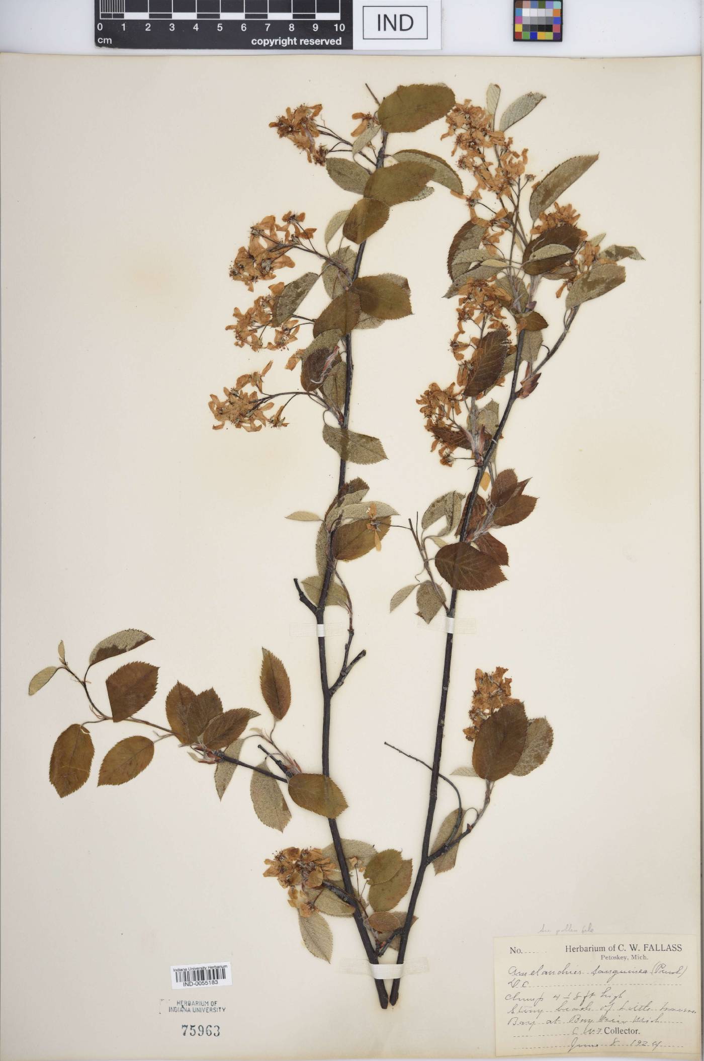 Amelanchier sanguinea image