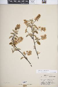 Amelanchier spicata image