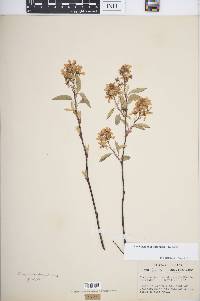 Amelanchier spicata image