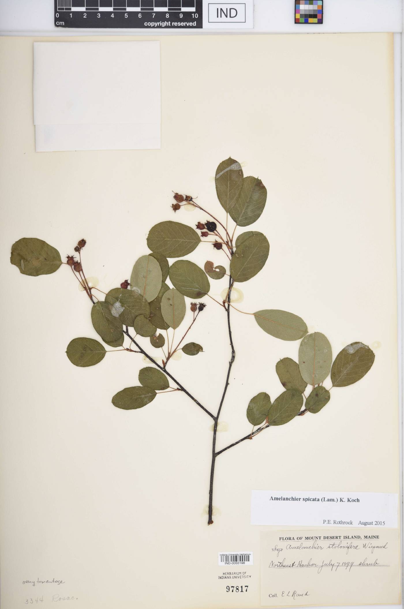 Amelanchier spicata image