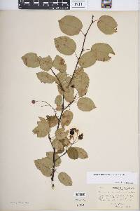 Amelanchier spicata image