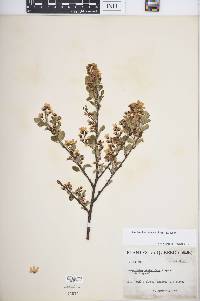 Amelanchier spicata image