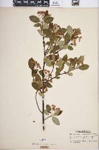 Aronia melanocarpa image