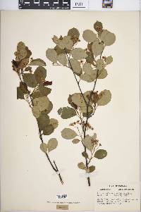 Aronia melanocarpa image