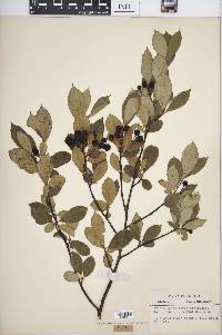 Aronia melanocarpa image