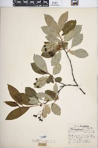 Aronia melanocarpa image