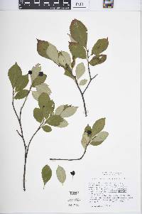 Aronia melanocarpa image