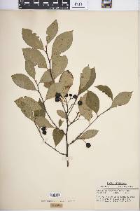 Aronia melanocarpa image