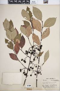 Aronia melanocarpa image