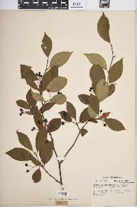 Aronia melanocarpa image