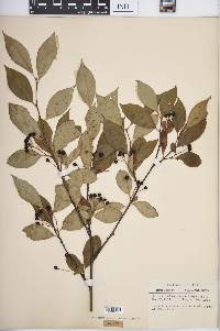 Aronia melanocarpa image