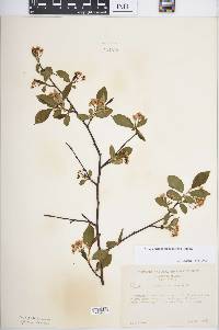 Aronia melanocarpa image