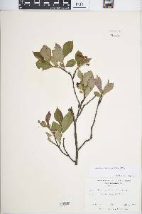 Aronia melanocarpa image