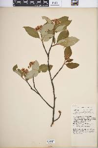 Aronia melanocarpa image