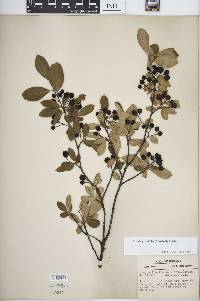 Aronia × prunifolia image