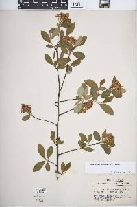 Aronia × prunifolia image