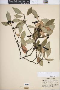 Aronia × prunifolia image