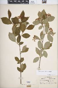 Aronia × prunifolia image