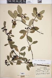 Aronia × prunifolia image