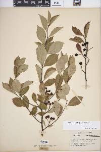 Aronia × prunifolia image