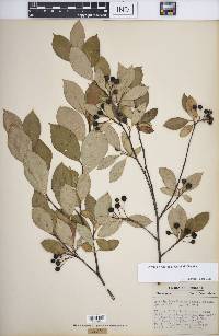 Aronia × prunifolia image