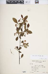 Aronia × prunifolia image