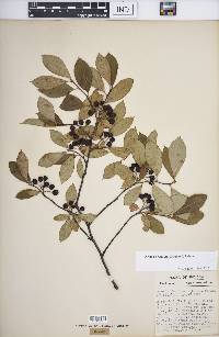 Aronia × prunifolia image