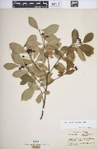 Aronia × prunifolia image